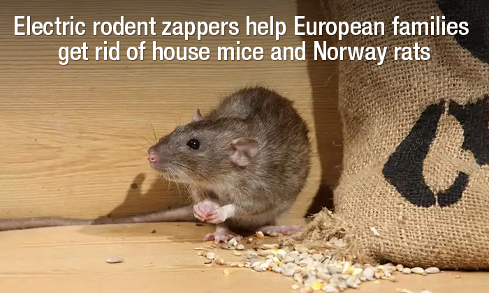 Electric rodent traps help European families get rid of house mice and Norway rats