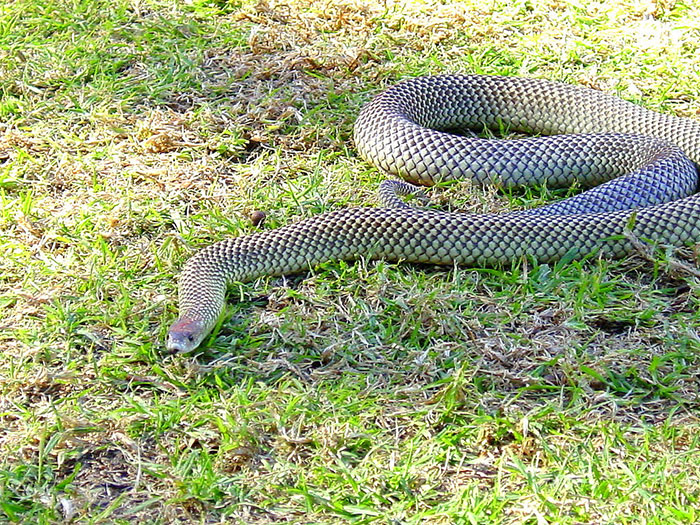 An Australian Tiger Snake has appeared in the garden.