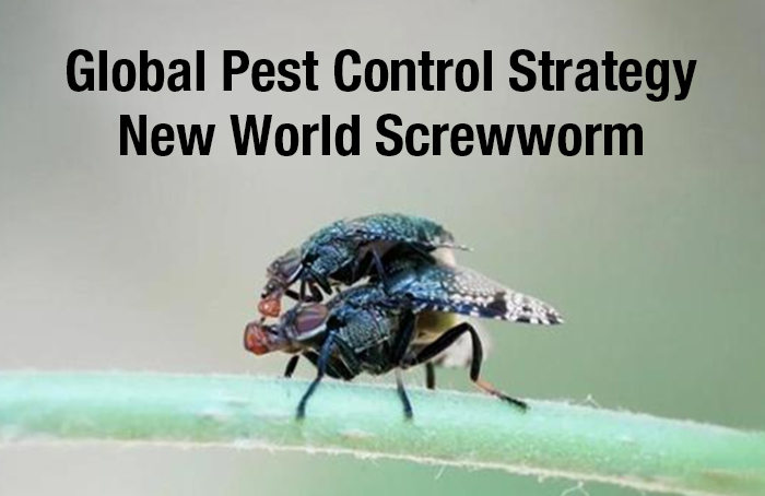 Global Pest Control Strategy: New World Screwworm