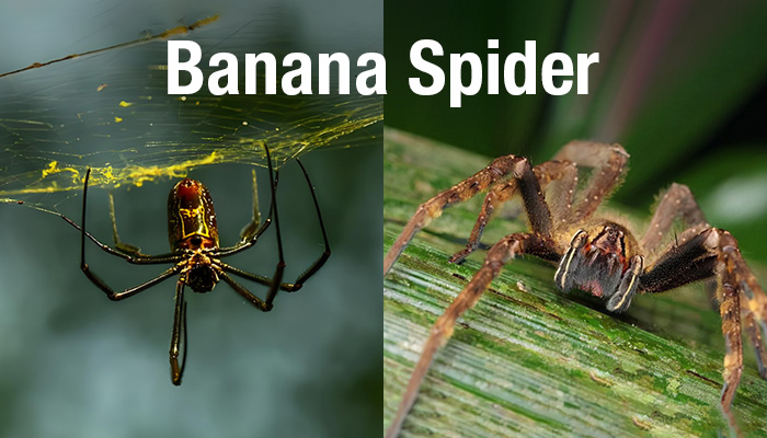 How to Get Rid of Banana Spiders