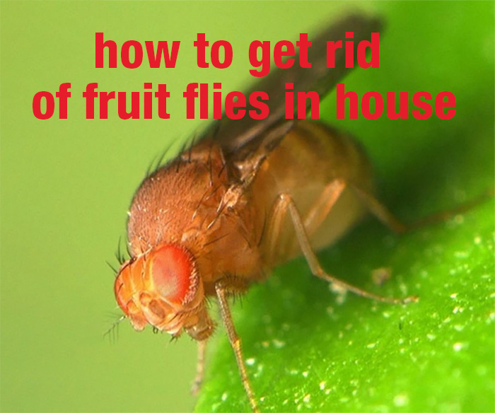 How to get rid of fruit flies in house How to get rid of fruit flies in house