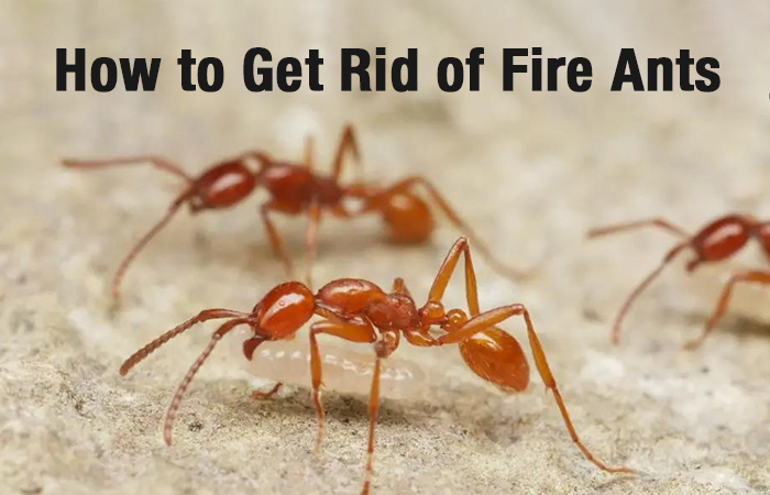 How to Get Rid of Fire Ants How to Get Rid of Fire Ants