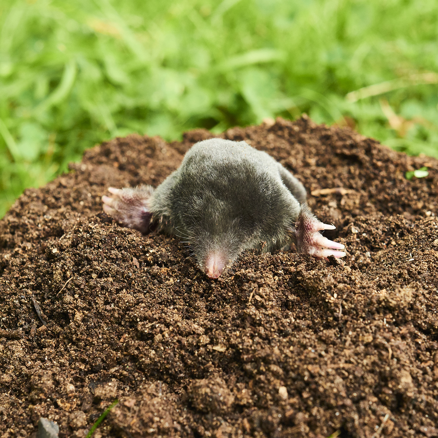 Why Retailers and Online Sellers Should Add Home Pest Repellers to Their Product Line