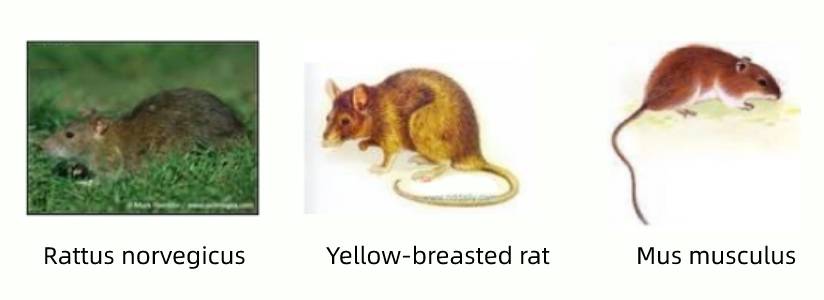 Rattus norvegicus, Yellow breasted rat, Mus musculus.jpg