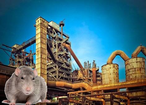 industry rat