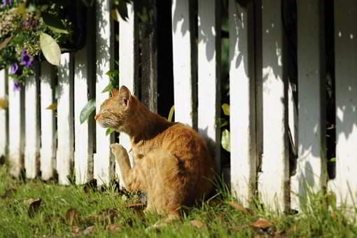 A cat was kept out by a fence