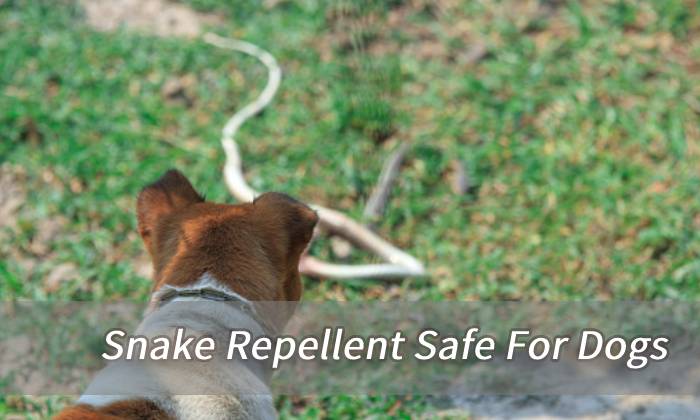 banner snake repellent safe for dogs