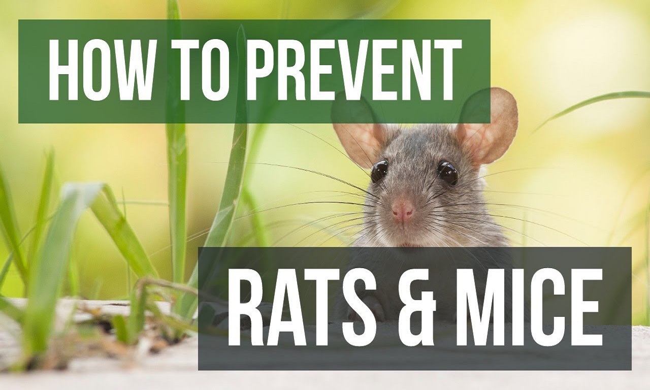 Is It Possible To Keep Mice Away Naturally?