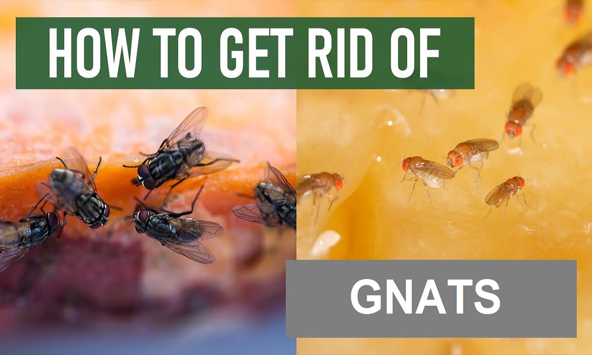 How to get rid of gnats! Let me know if you try this :) #EndlessJourne, how  to get rid of gnats